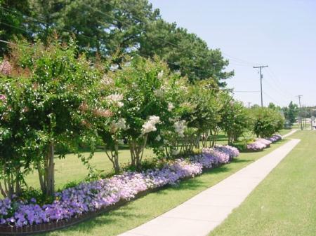 Walking Trail Next to Trees and Flowers